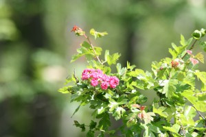 IMG_0071